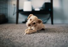 How to clean the carpet